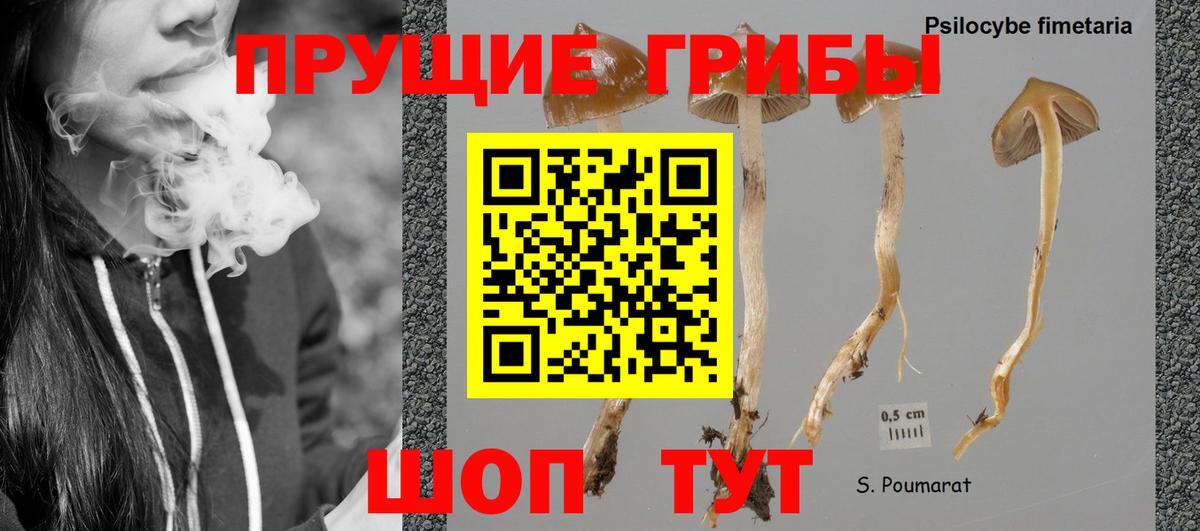 Псилоцибиновые грибы прущие грибы Ноябрьск